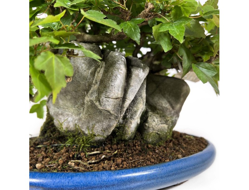 Acer Buergerianum - Maple - 21 cm