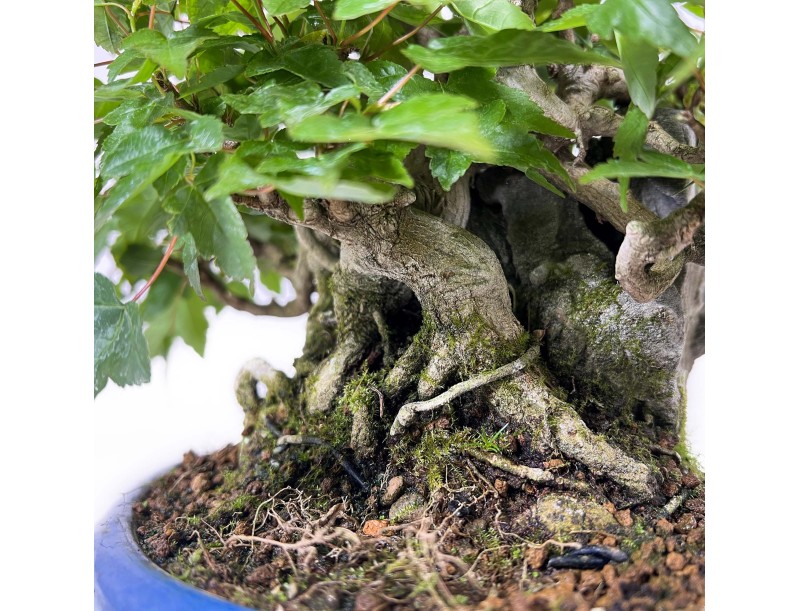 Acer Buergerianum - Acero - 21 cm