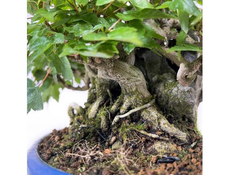 Acer Buergerianum - Acero - 21 cm