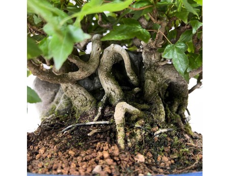 Acer Buergerianum - 21 cm