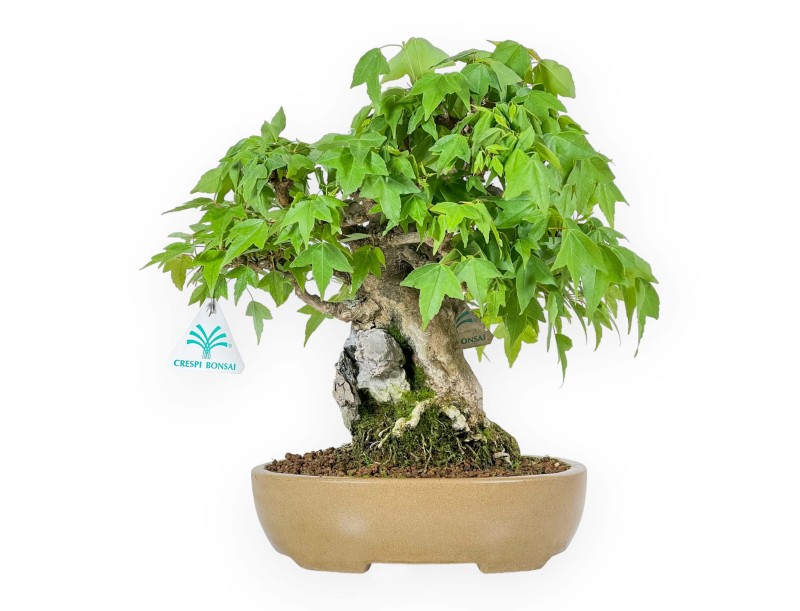 Acer Buergerianum - Maple - 30 cm