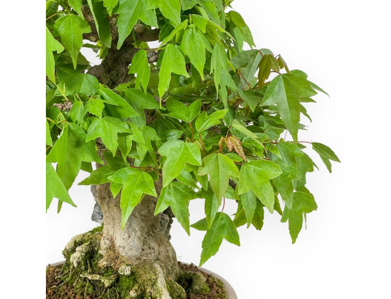 Acer Buergerianum - Maple - 30 cm