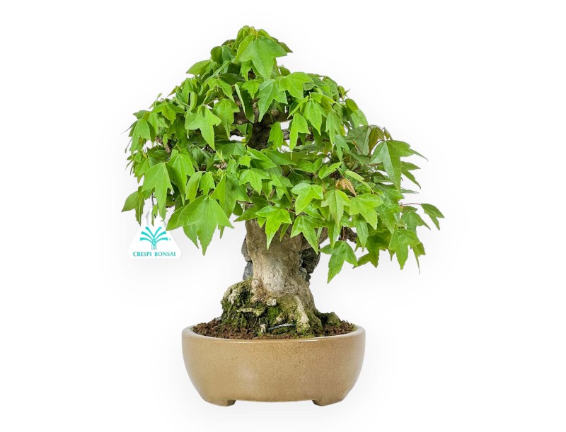 Acer Buergerianum - 30 cm