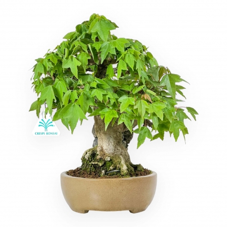 Acer Buergerianum - 30 cm