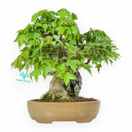 Acer Buergerianum - 30 cm
