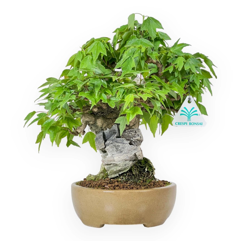 Acer Buergerianum - Acero - 30 cm