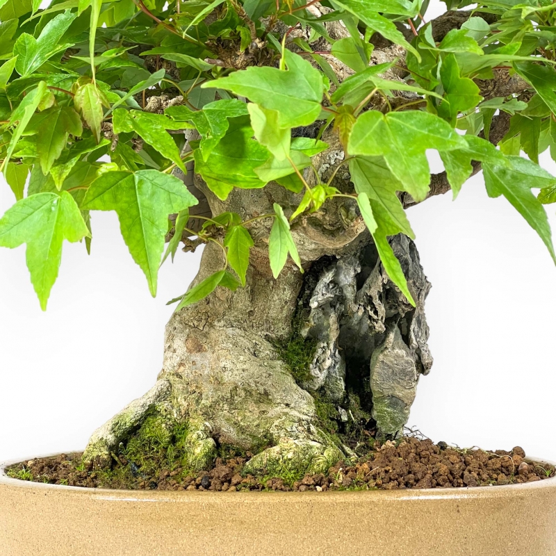 Acer Buergerianum - Érable - 30 cm