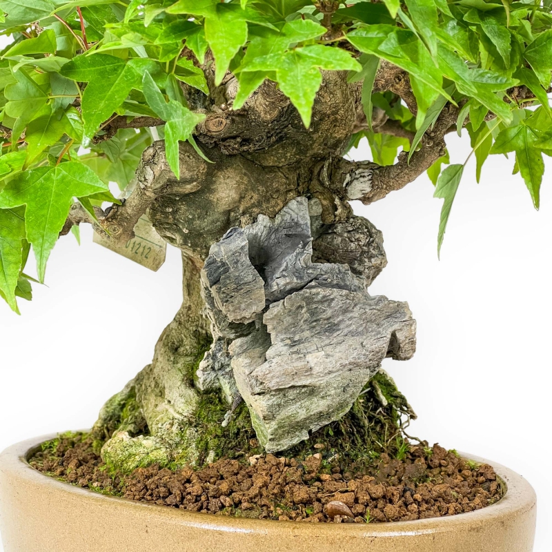 Acer Buergerianum - Maple - 30 cm