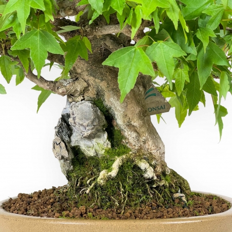 Acer Buergerianum - 30 cm