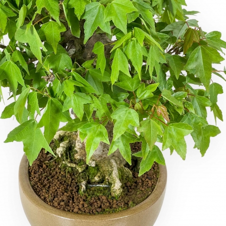 Acer Buergerianum - Acero - 30 cm