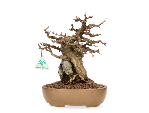 Acer Buergerianum - 30 cm 2