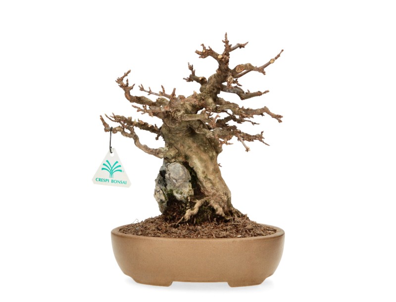 Acer Buergerianum - 30 cm