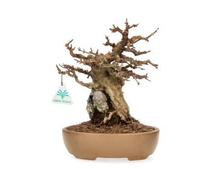Acer Buergerianum - Acero - 30 cm