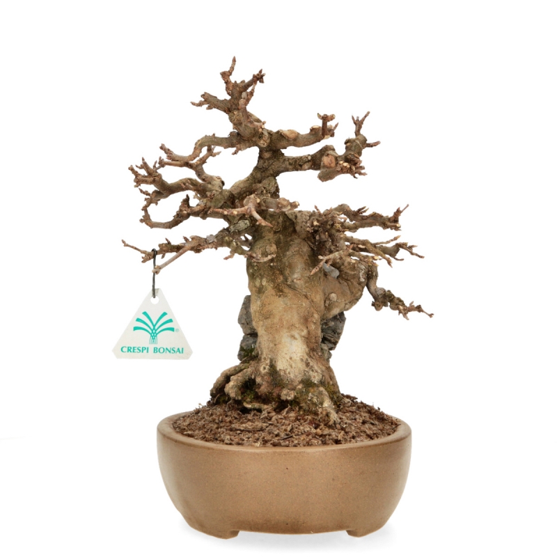 Acer Buergerianum - 30 cm