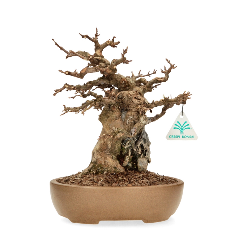 Acer Buergerianum - 30 cm