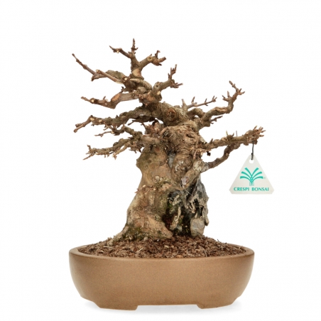 Acer Buergerianum - Acero - 30 cm