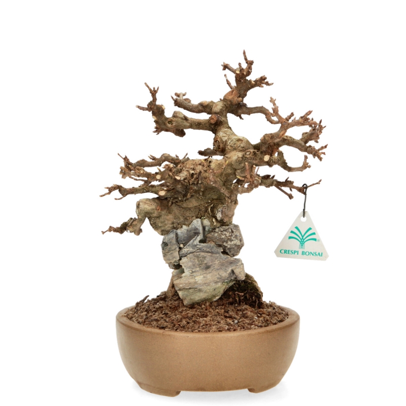 Acer Buergerianum - 30 cm