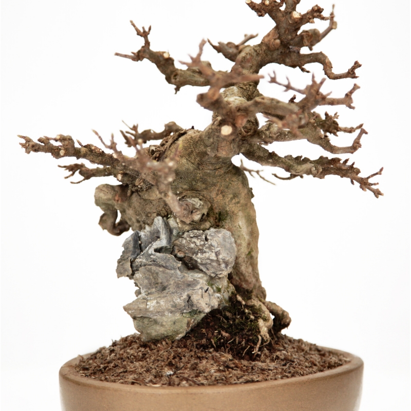 Acer Buergerianum - Érable - 30 cm