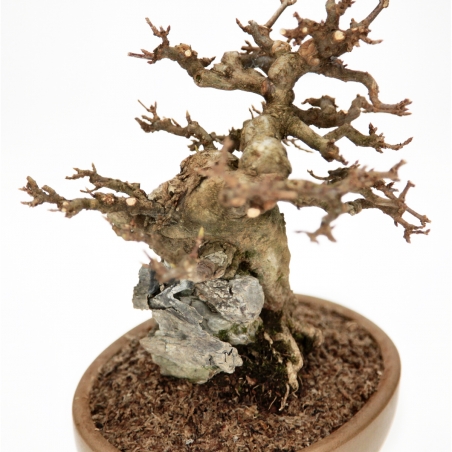 Acer Buergerianum - 30 cm