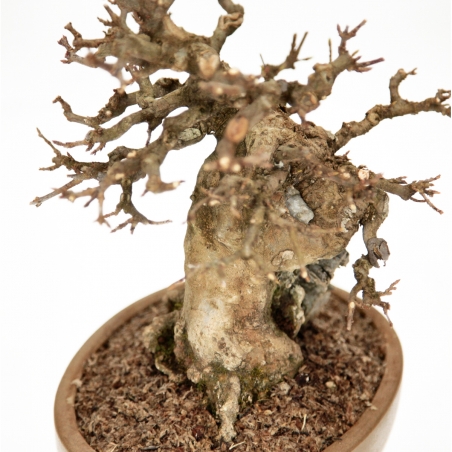 Acer Buergerianum - 30 cm