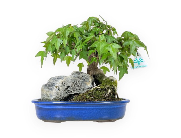 Acer Buergerianum - 23 cm