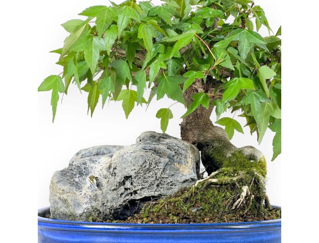 Acer Buergerianum - Maple - 23 cm 2