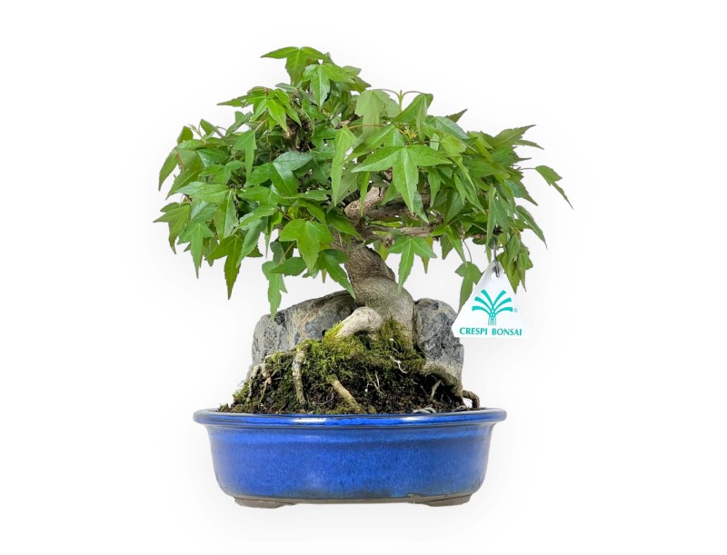 Acer Buergerianum - Acero - 23 cm