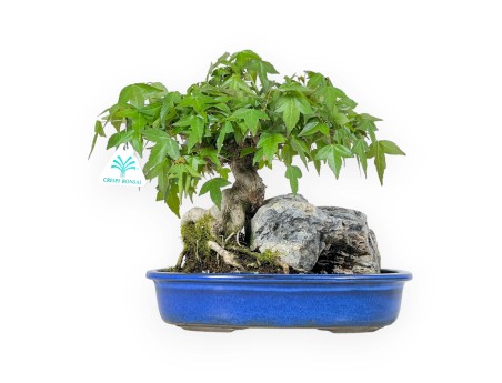 Acer Buergerianum - Érable - 23 cm