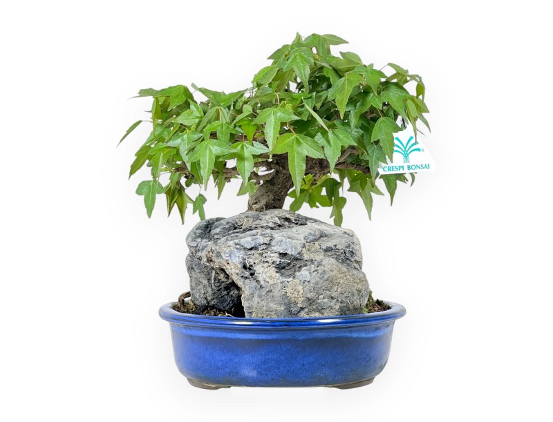 Acer Buergerianum - Érable - 23 cm