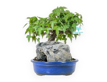 Acer Buergerianum - Acero - 23 cm