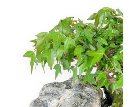 Acer Buergerianum - Maple - 23 cm