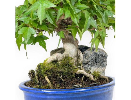 Acer Buergerianum - Maple - 23 cm