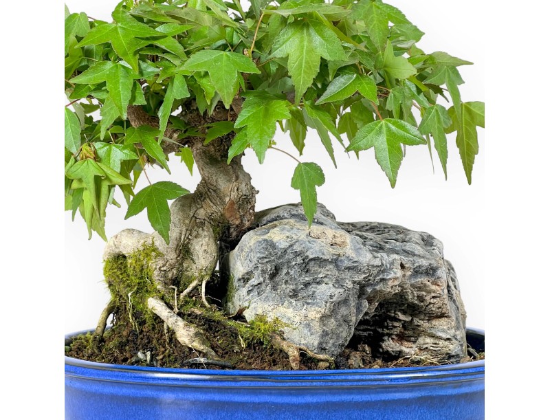 Acer Buergerianum - Érable - 23 cm