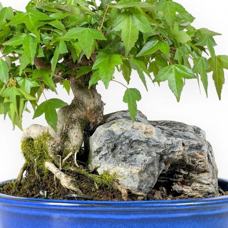 Acer Buergerianum - Érable - 23 cm