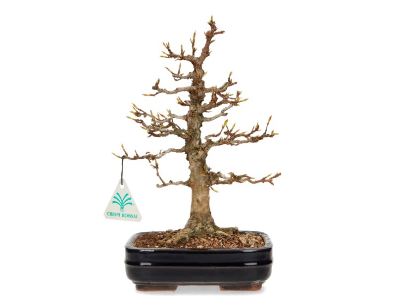 Acer buergerianum - Érable - 29 cm