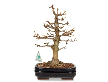 Acer buergerianum - Érable - 29 cm