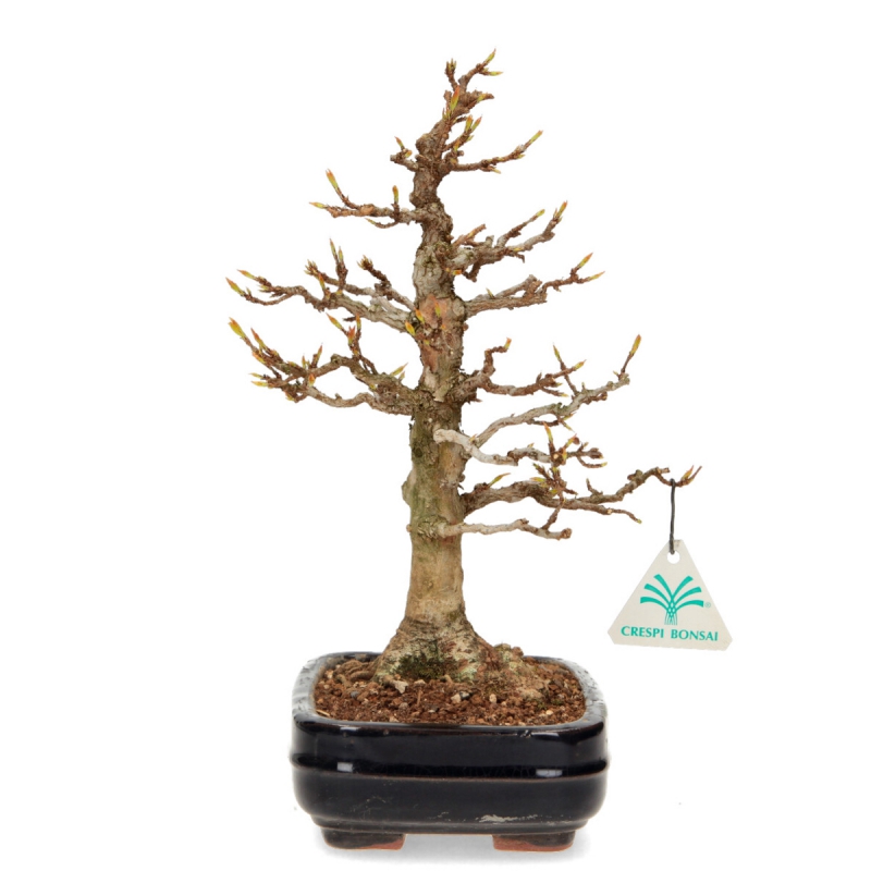 Acer buergerianum - Maple - 29 cm