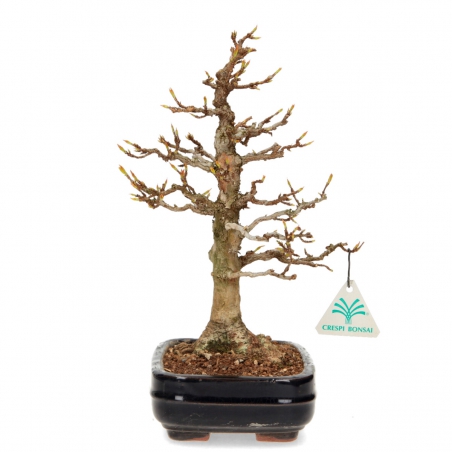Acer buergerianum - Ahorn - 29 cm
