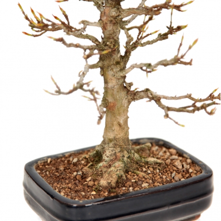 Acer buergerianum - Acero - 29 cm