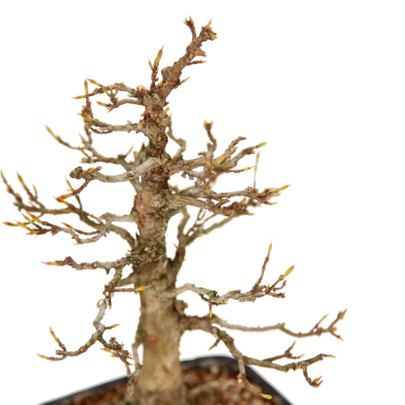 Acer buergerianum - Érable - 29 cm
