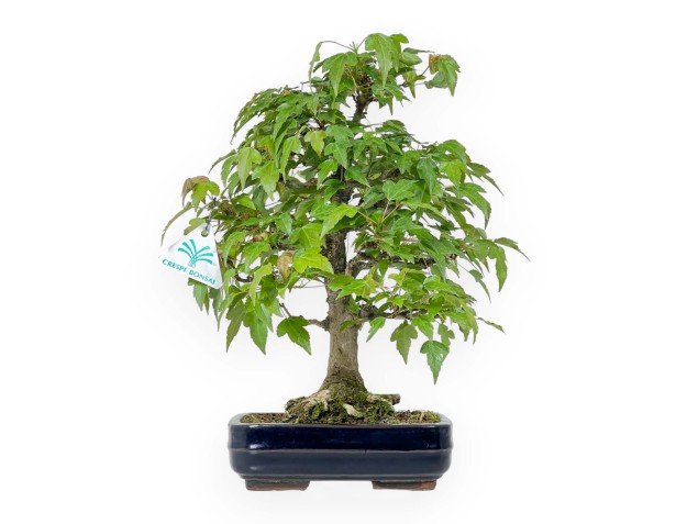 Acer Buergerianum - Érable - 29 cm