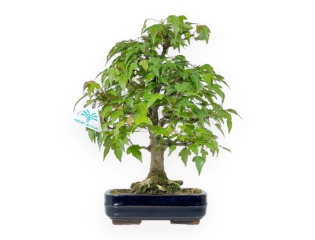 Acer Buergerianum - Acero - 29 cm
