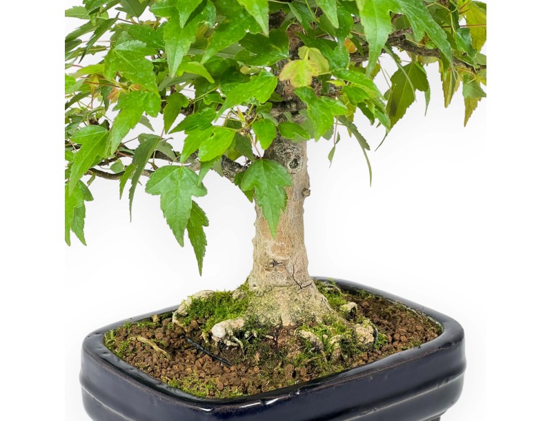 Acer Buergerianum - Maple - 29 cm