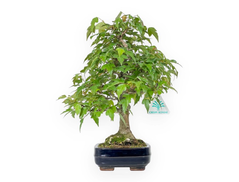 Acer Buergerianum - Érable - 29 cm