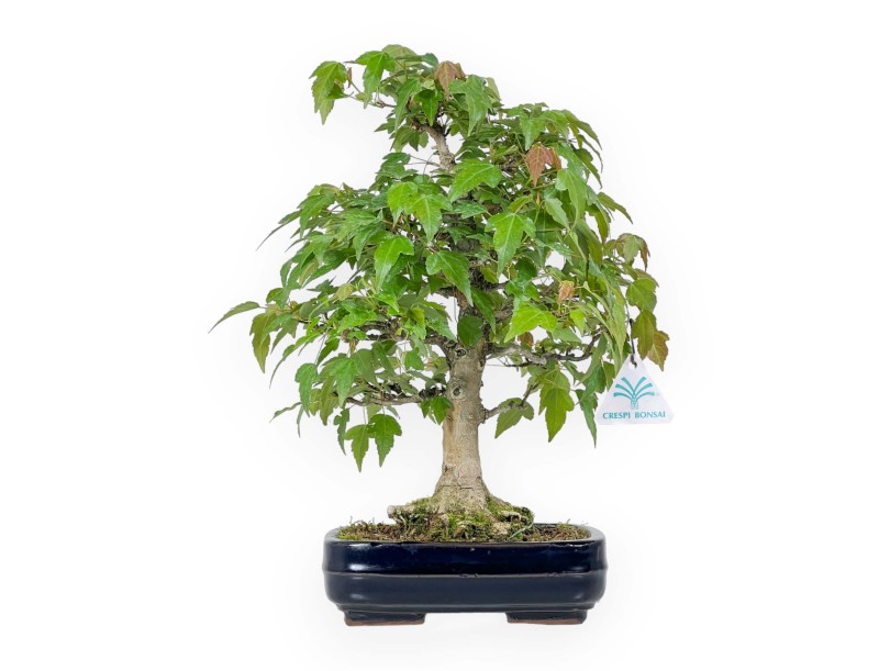 Acer Buergerianum - Maple - 29 cm