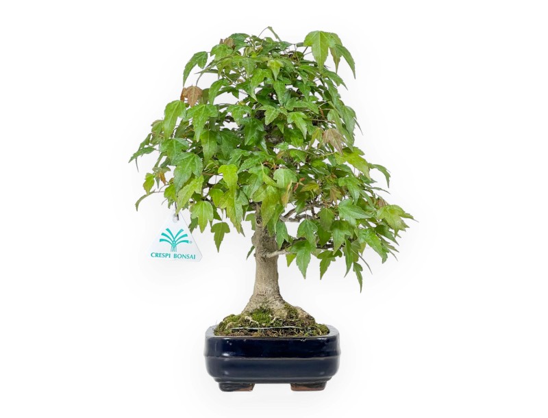 Acer Buergerianum - Maple - 29 cm