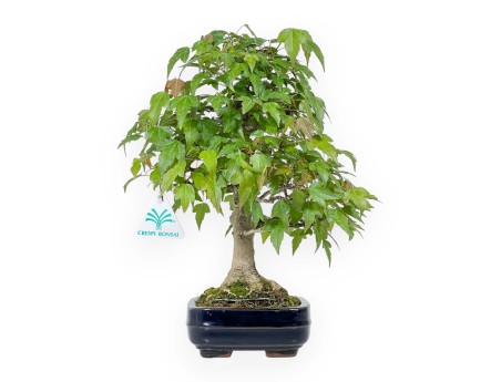 Acer Buergerianum - Acero - 29 cm