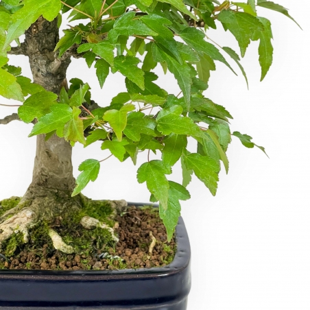 Acer Buergerianum - Acero - 29 cm