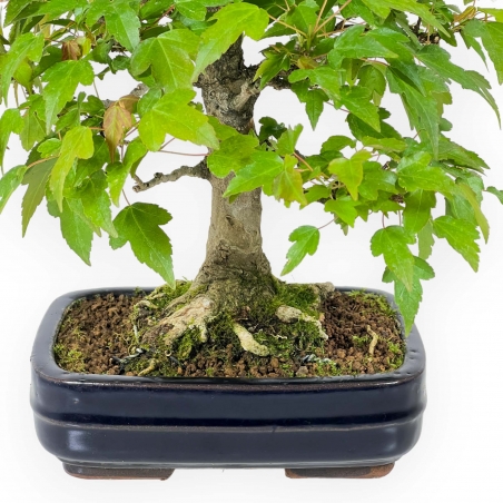 Acer Buergerianum - 29 cm