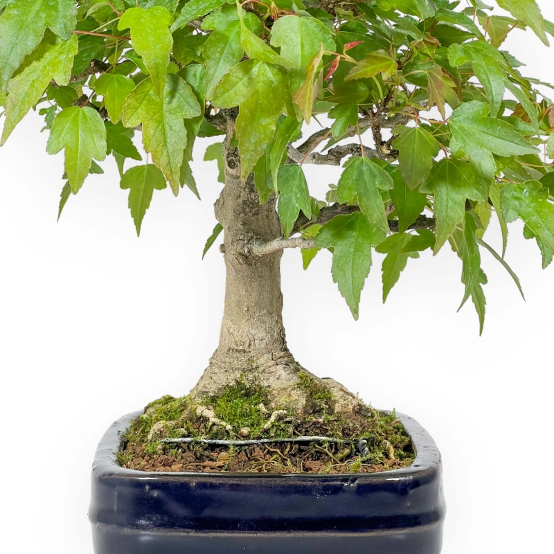 Acer Buergerianum - Acero - 29 cm